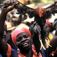 voodoo chicken