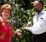 Mangos