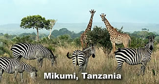 Giraffes and Zebra